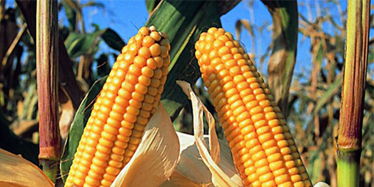VENTA DE PRODUCTOS ORGANICOS venta de productos organicos:
